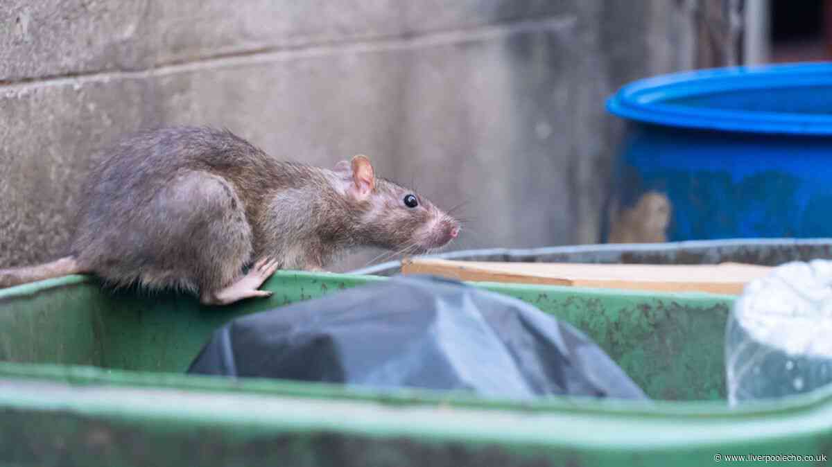 Rats will stay away from bins if 1 natural kitchen item is placed inside