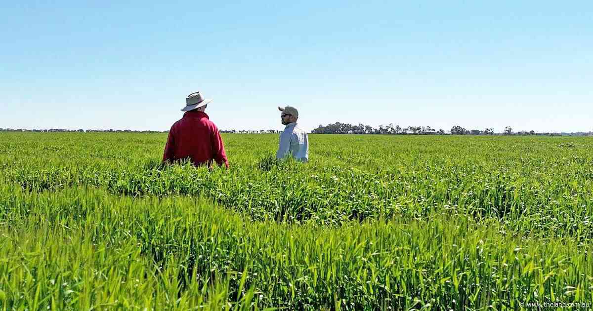 Investors asked to look again at two cropping ventures back on the market