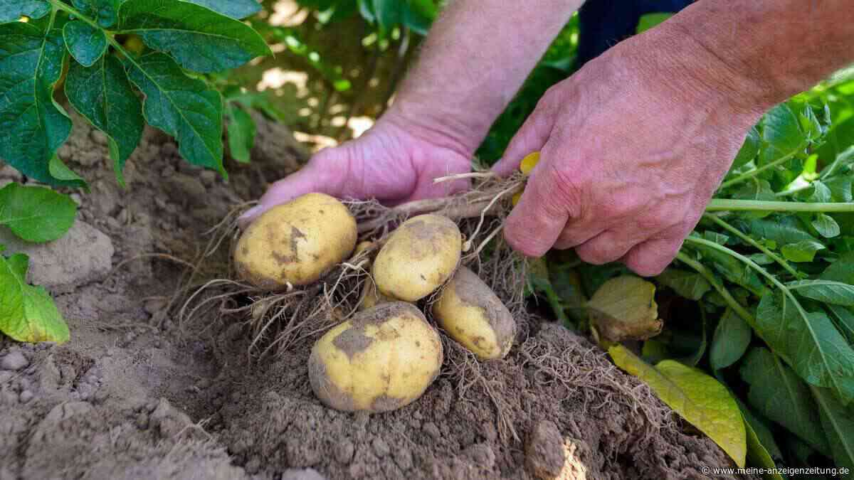 Klimawandel und Schädlinge: Resistente Kartoffeln gesucht