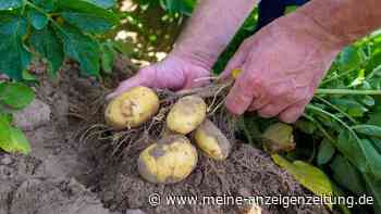 Klimawandel und Schädlinge: Resistente Kartoffeln gesucht