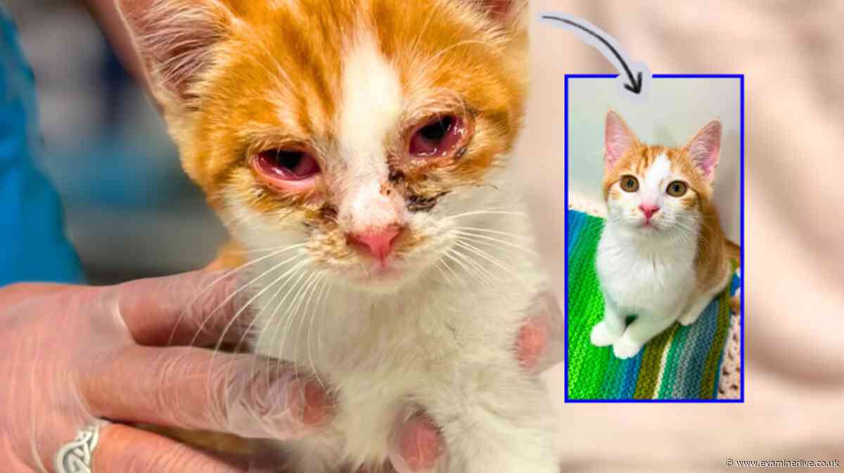 Eight kittens 'on brink of death' saved by RSPCA in 'heartbreaking' rescue