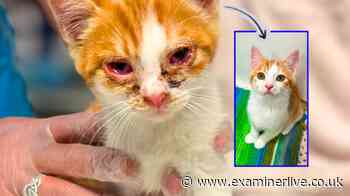 Eight kittens 'on brink of death' saved by RSPCA in 'heartbreaking' rescue