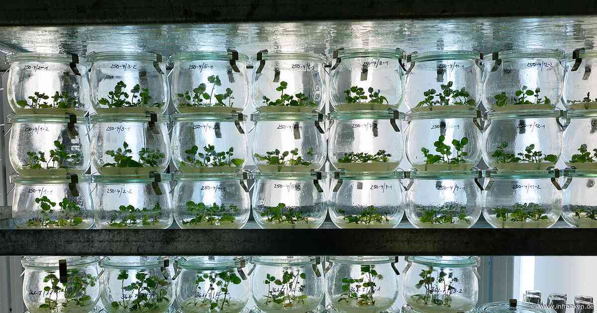 Klimawandel und Schädlinge: Resistente Kartoffeln gesucht