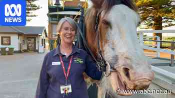 Clydesdale who pulled historic horse-drawn tram remembered as gentle giant