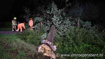 Grote boom omgewaaid door storm in Haaren