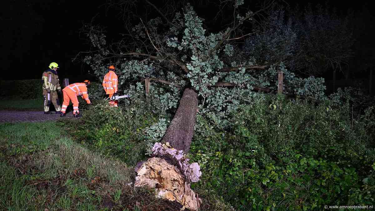 Grote boom omgewaaid door storm in Haaren