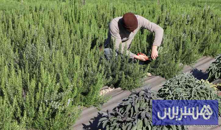 أبحاث علمية لعلاج سرطان الثدي تستعين بزيت "&#
