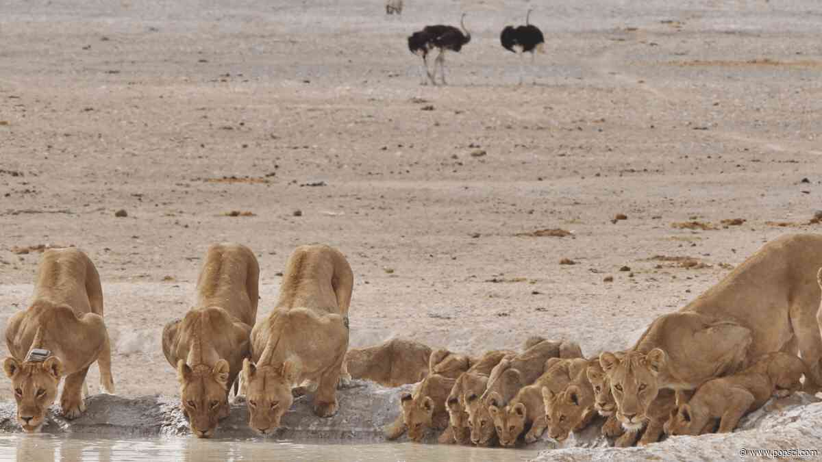 New data flips the narrative on how lions and hyenas interact in the wild