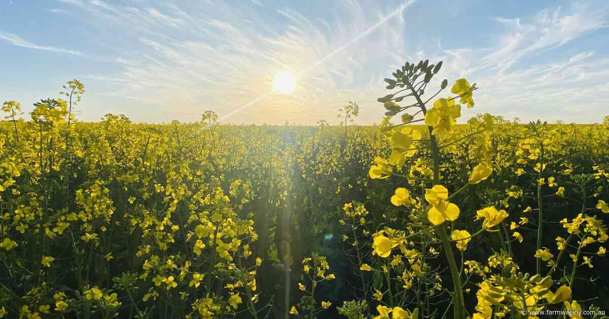 Very hungry caterpillars are marching their way through WA crop hot spots