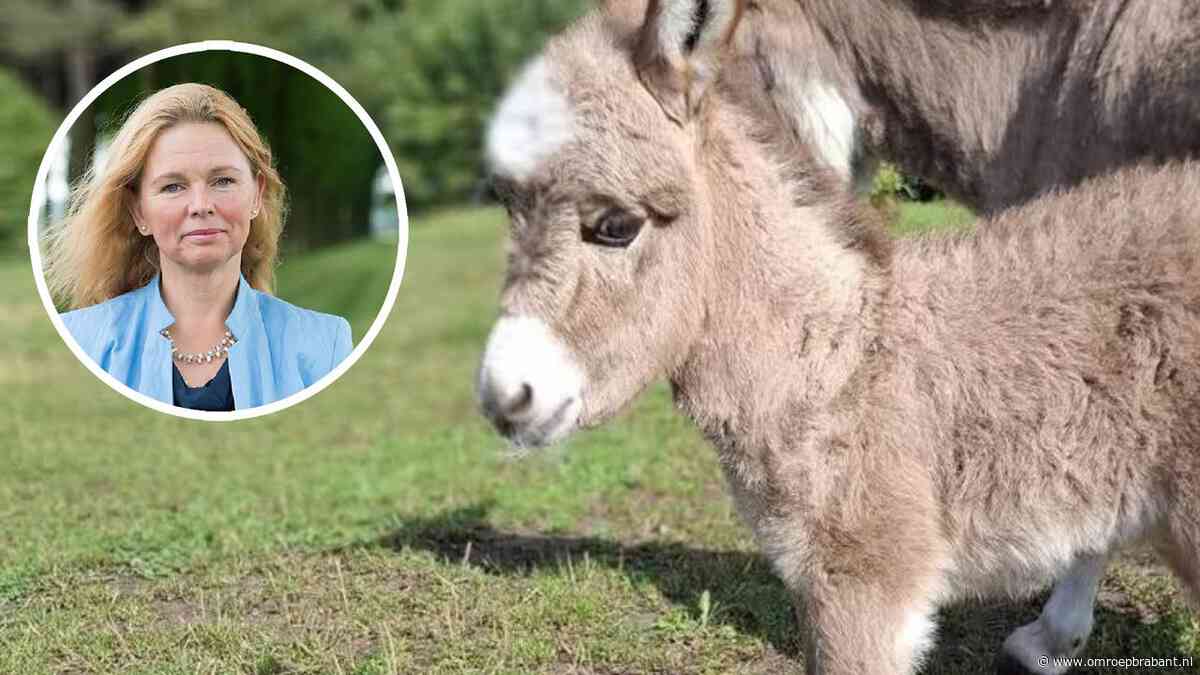 Wie schiet nou een ezeltje dood? 'Dierenmishandeling rode vlag voor geweld'