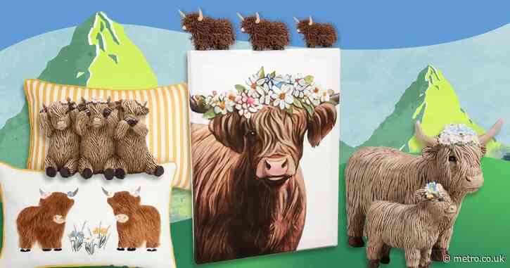 This is why you can’t moo-ve for Highland cows right now