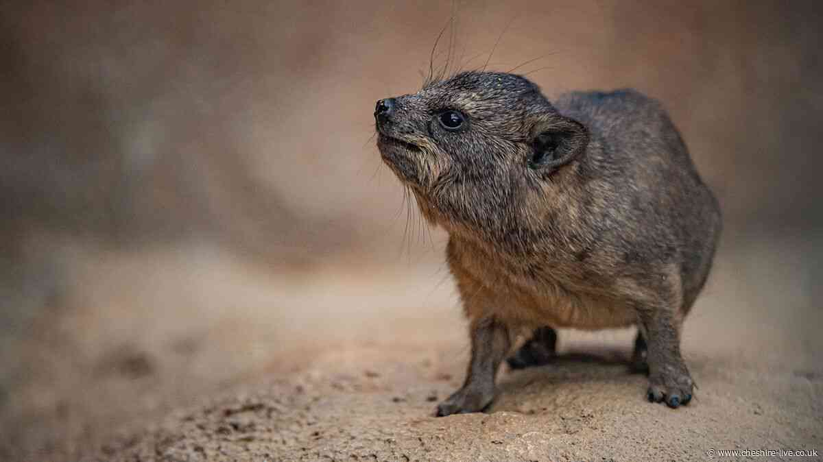 Chester Zoo's 'potato-shaped' pups with surprising elephant connection