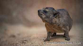 Chester Zoo's 'potato-shaped' pups with surprising elephant connection