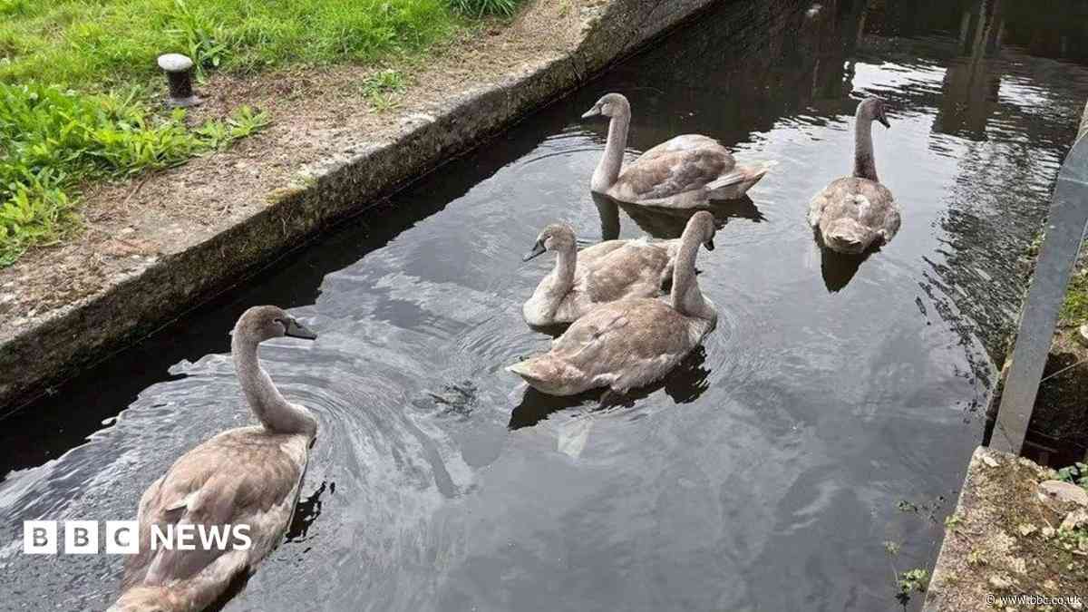 Young swans injured in suspected catapult attack