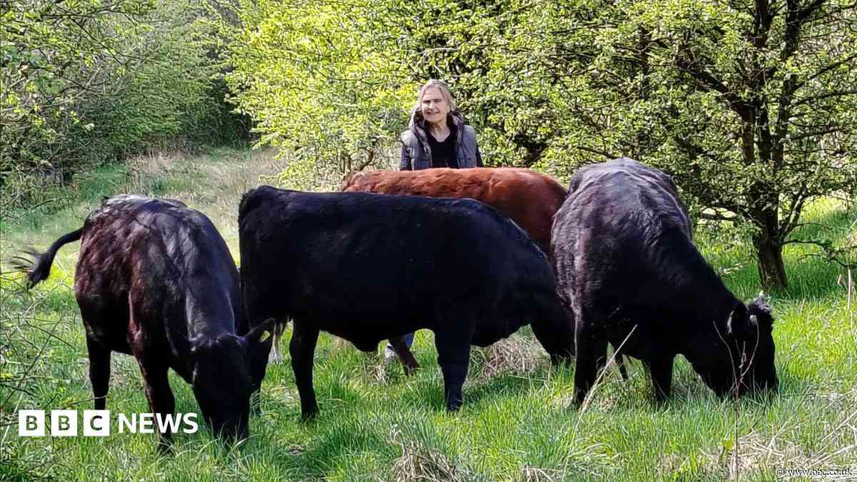 Cows lose calves after suspected dog chase