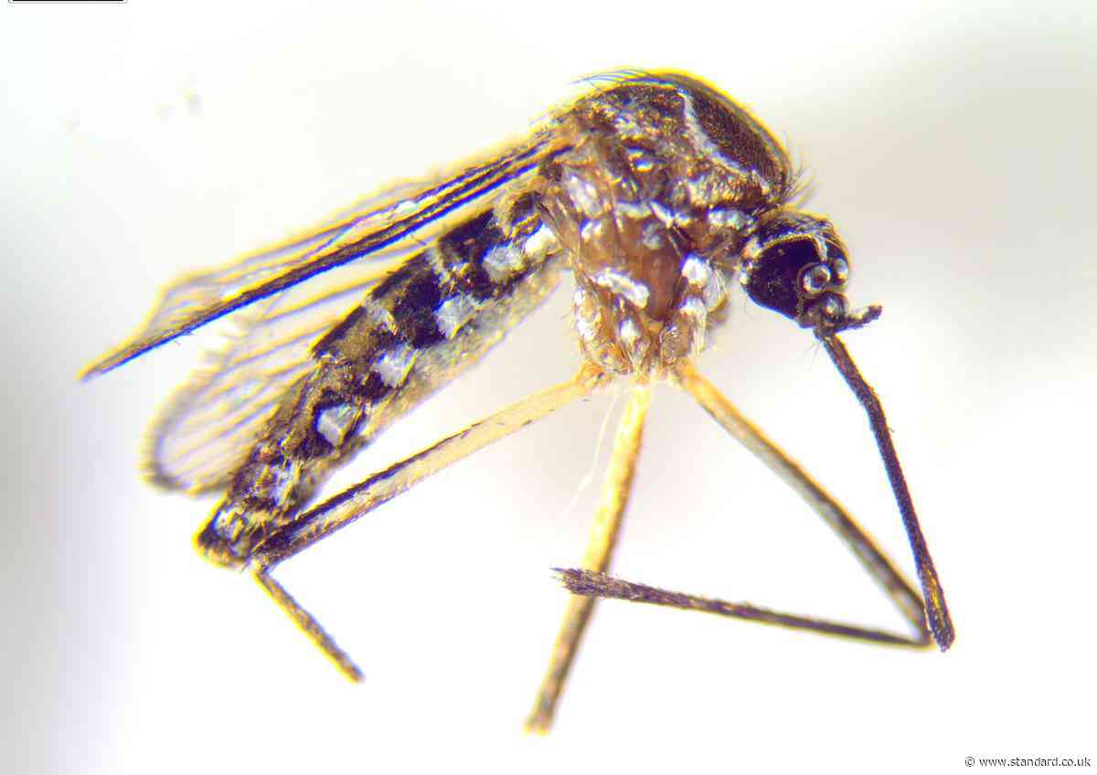 Shock moment 'yellow fever' mosquitoes which can carry killer viruses found in London gardens