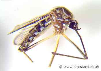 Shock moment 'yellow fever' mosquitoes which can carry killer viruses found in London gardens