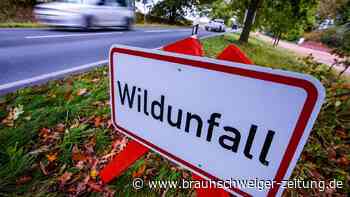 Wildunfall auf der L633 bei Gardessen: 52-Jähriger wird schwer verletzt