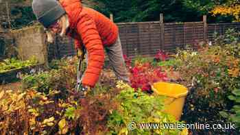 Gardeners told to do 4 essential tasks this September to prepare for winter