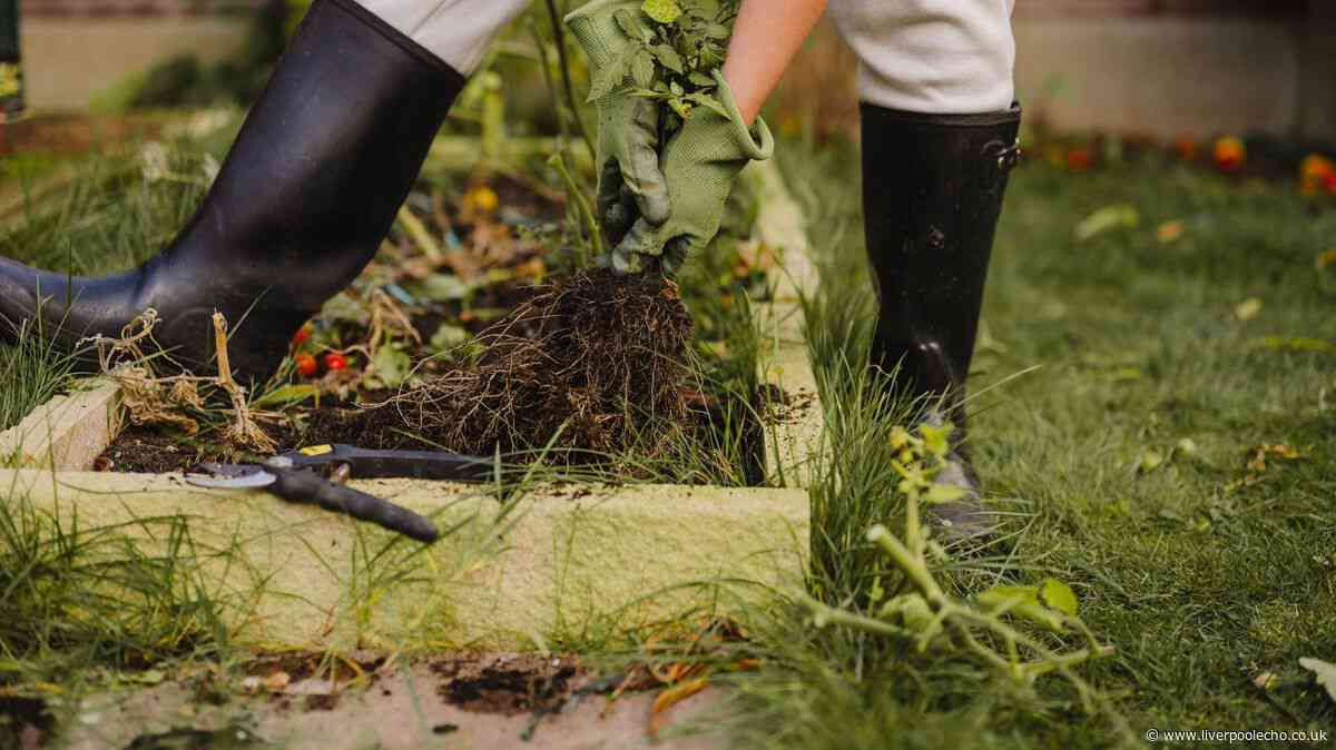 Expert shares 4 essential garden tasks this September to prepare for winter