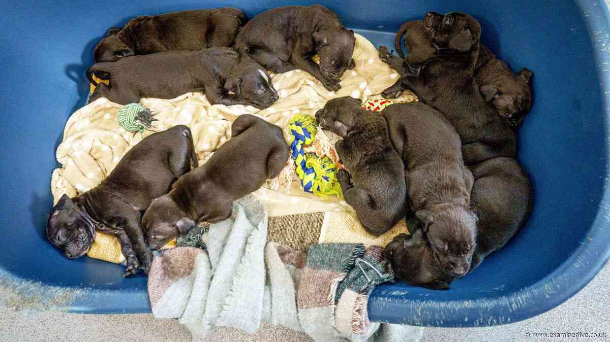 Neglected Doncaster dog gives birth to record litter of 14 puppies after rescue