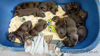 Neglected Doncaster dog gives birth to record litter of 14 puppies after rescue