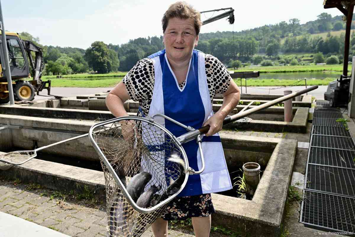 In Kirchberg werden Teiche abgefischt: Karpfensaison startet mit Fischerfest