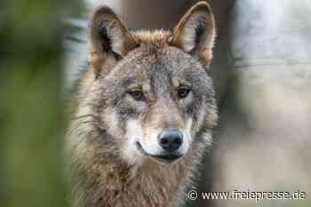 Warnung vor vermehrten Wolfsrissen: So ist die Lage im Erzgebirge und im Vogtland