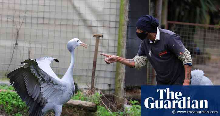 Birdwatch: the avian equivalent of a catwalk model, blue cranes are under threat