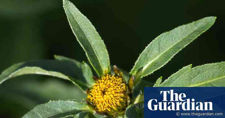 Country diary: Wetland plants have prospered this year – and I love this understated beauty | Sarah Lambert