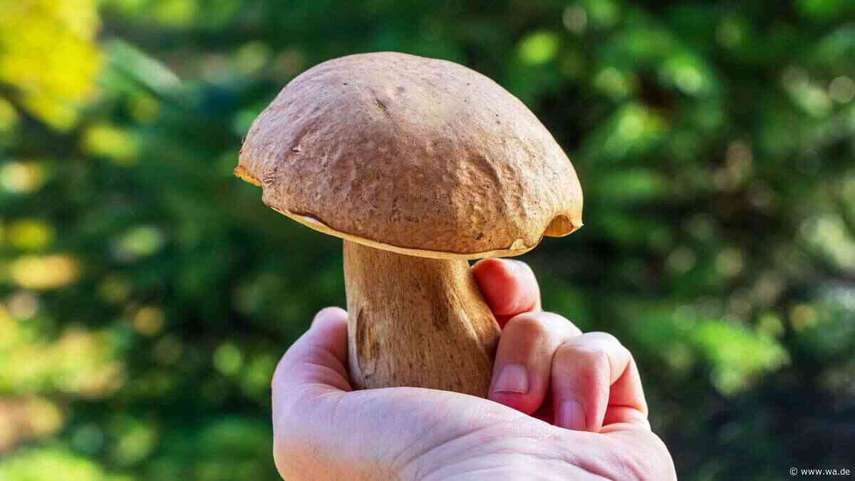 Steinpilze: So vielseitig ist der König der heimischen Speisepilze
