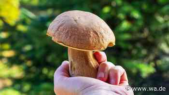 Steinpilze: So vielseitig ist der König der heimischen Speisepilze