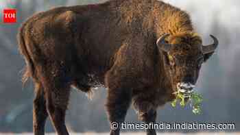 In 1987, Kansas brought bisons back to Konza Prairie; 29 yrs later, native plant richness rose 103%