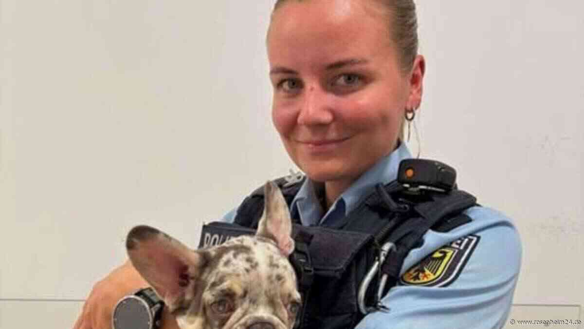 Süße Hundewelpen bei der Bundespolizei: Darum übernachteten drei Fellnasen auf der Station