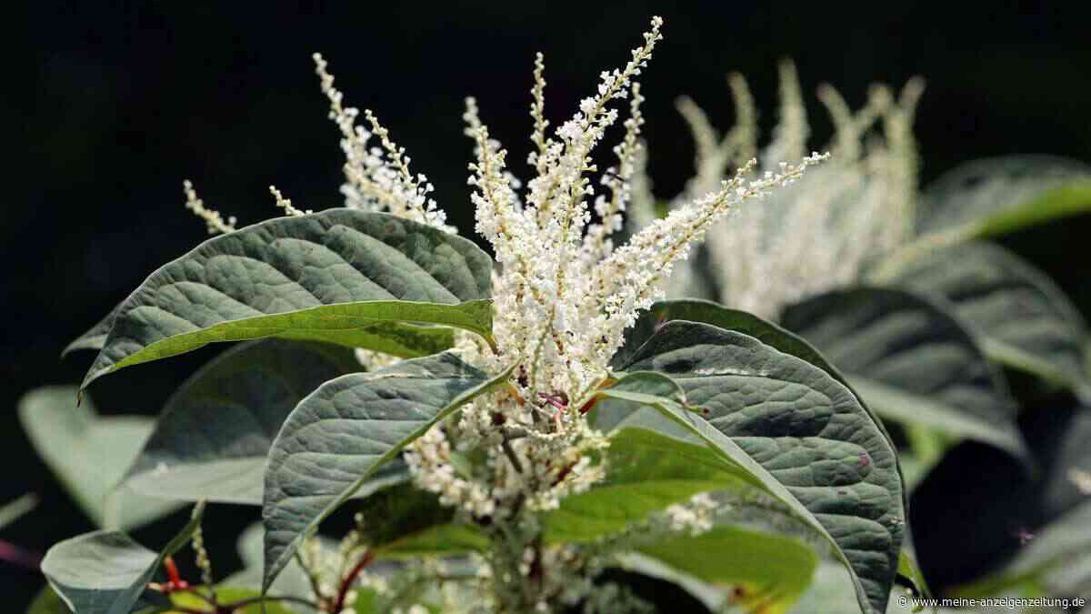 Diese Gartenpflanzen können für Natur und Beete zum Problem werden