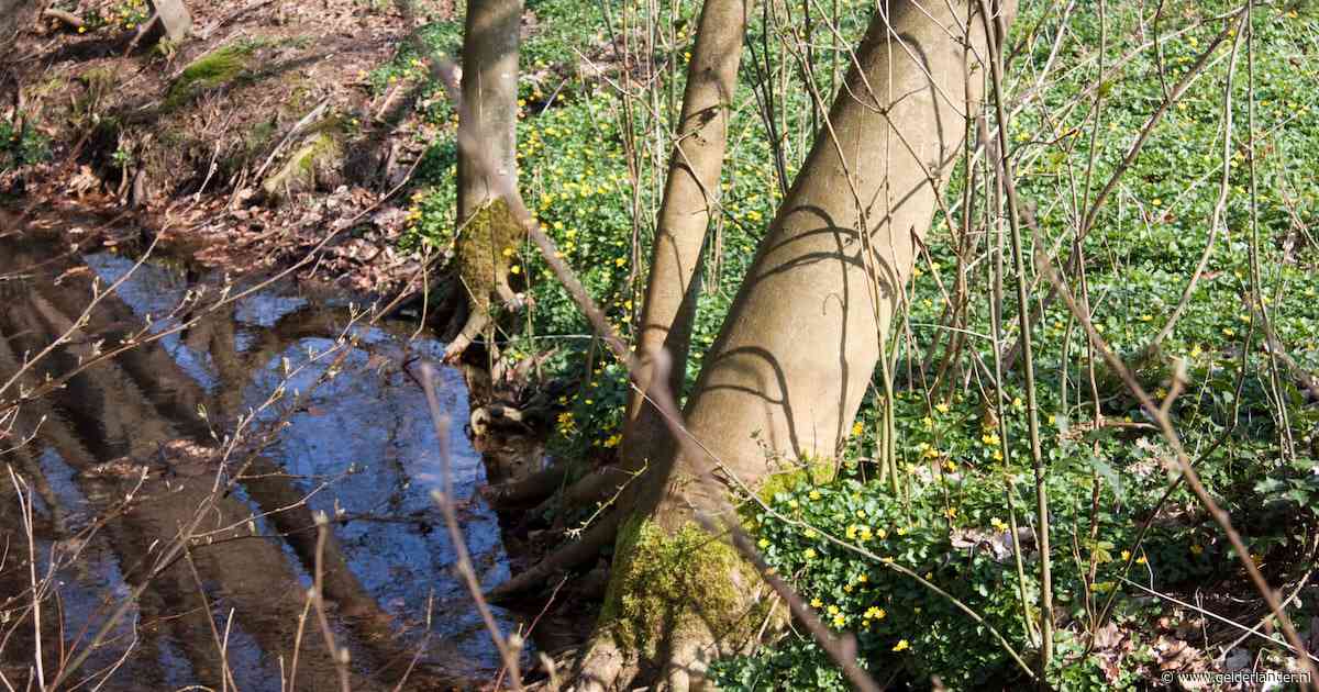 Bekenwandeling in Renkum gaat langs droge beken en watermolen