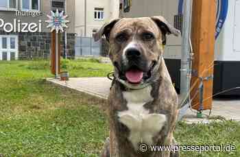 LPI-G: (G) Fundhund sucht seinen Besitzer