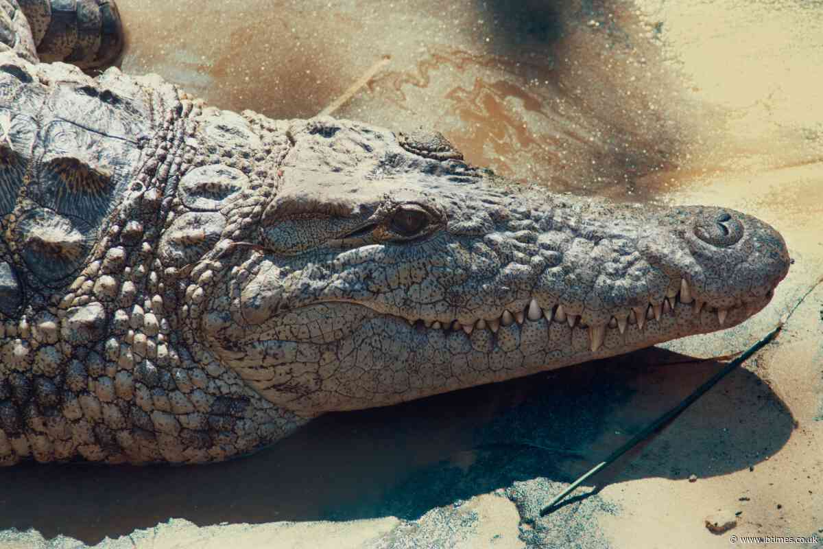 Crocodile Handler Dies Following One Hour Jaw Trap Attack and Heartbreaking Final Words