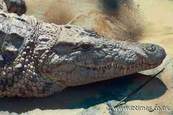 Crocodile Handler Dies Following One Hour Jaw Trap Attack and Heartbreaking Final Words