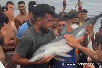 Migrants Beat Baby Dolphin and Hold It 'Like a Trophy', Adding to Ceuta Locals' Anger Amid Surge in Sexual Assaults