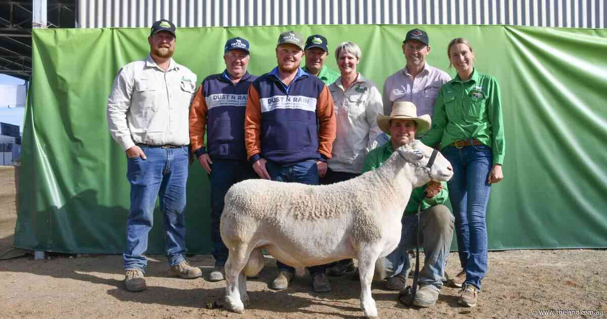 Buyers chase balanced rams at Tullinga Dorpers in full clearance result