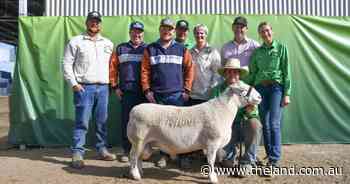 Buyers chase balanced rams at Tullinga Dorpers in full clearance result