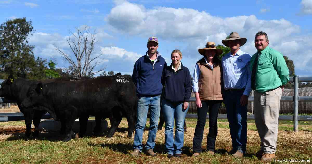 Impressive top price marks Wormbete Simmentals' first fully-black bull sale