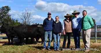 Impressive top price marks Wormbete Simmentals' first fully-black bull sale