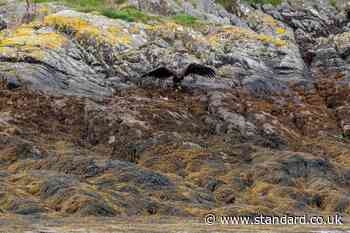 Eagles fledge after protective effort during breeding season