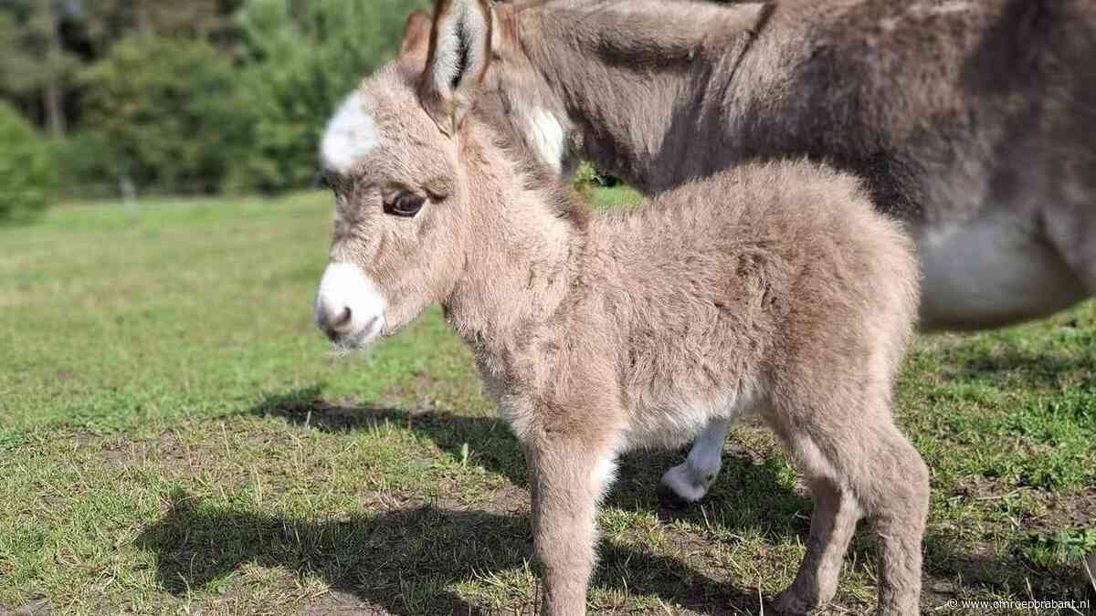 Gewelddadige dood ezeltje Pleun: oplichters maken er misbruik van