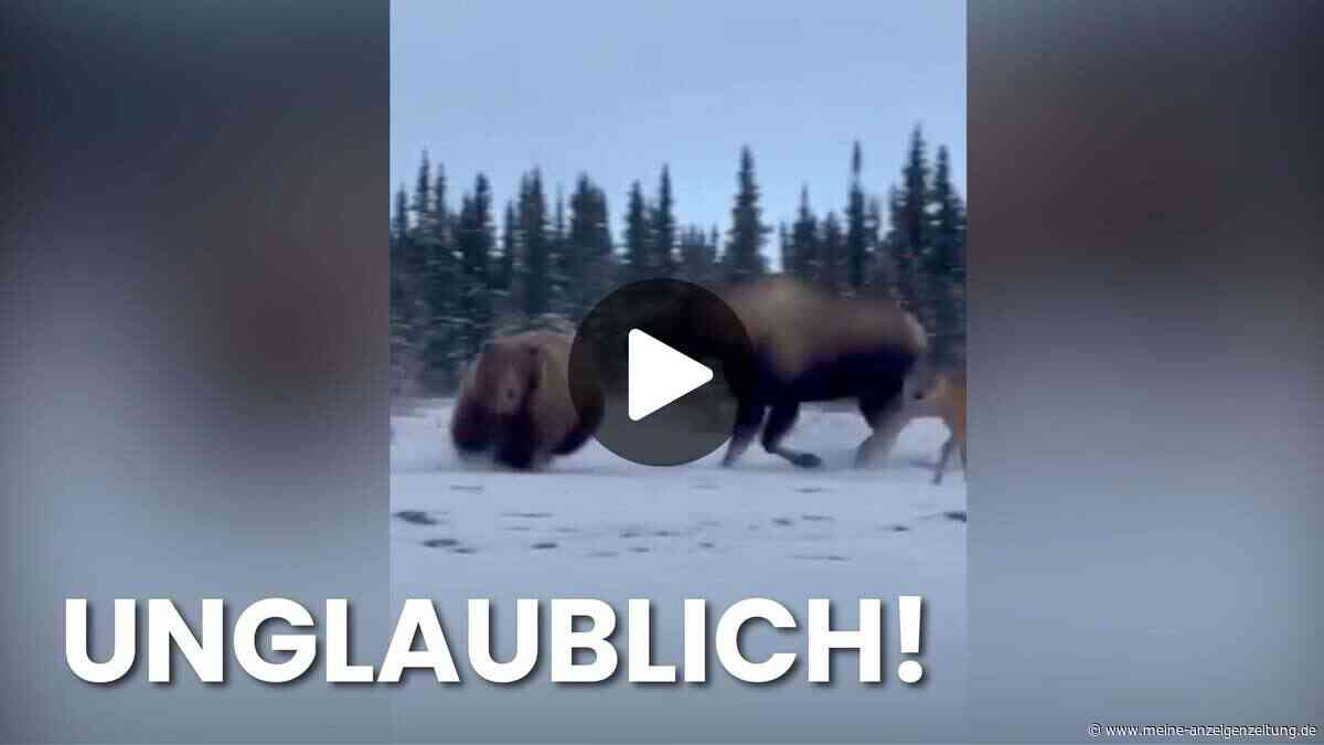 Beeindruckender Kampf: Wie ein Grizzly von einer Elch-Mutter in die Flucht gezwungen wird