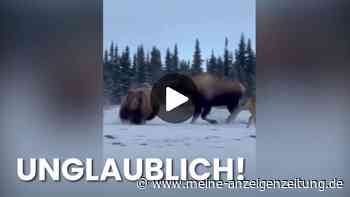 Beeindruckender Kampf: Wie ein Grizzly von einer Elch-Mutter in die Flucht gezwungen wird