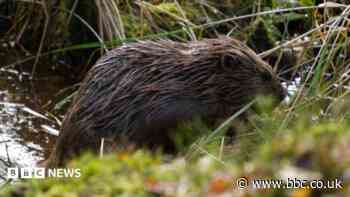 Beavers 'could boost wildlife and tackle drought'