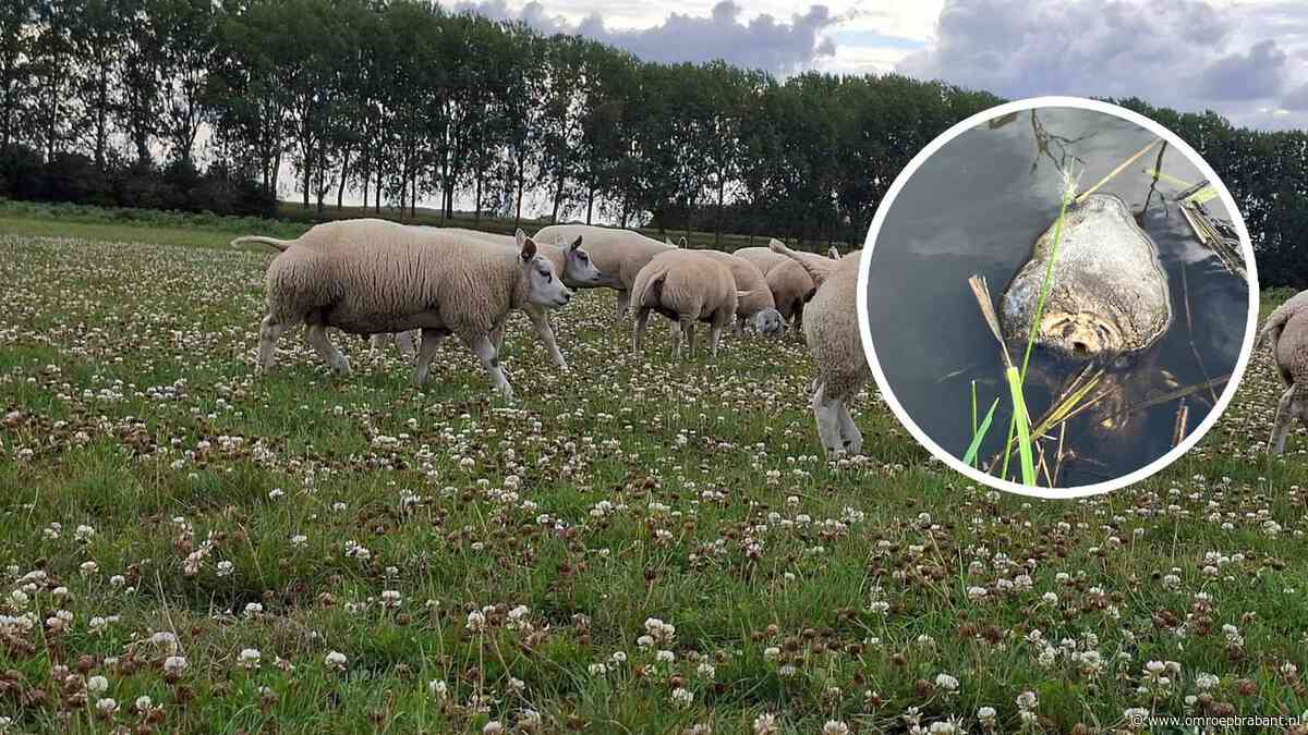 Vijf schapen gestolen uit weiland, eigenaar vindt hun koppen in de sloot